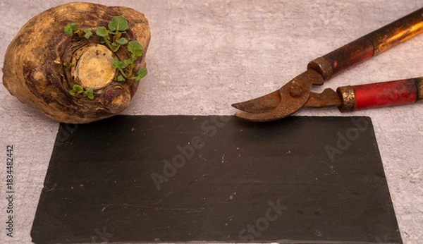 Fototapeta Top view of a raw root vegetable (celeriac or rutabaga) and rusty vintage garden shears on a black slate background