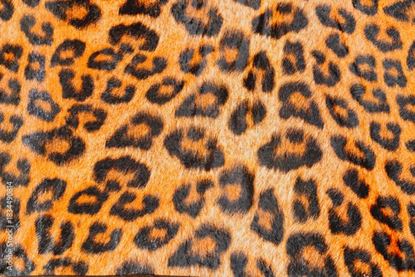 Obraz  skin texture of Leopard
