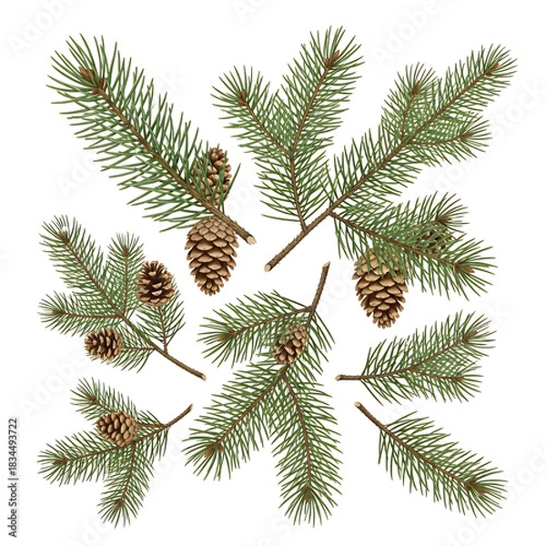 Fototapeta Evergreen branches and pine cones against a black background perfect for festive designs