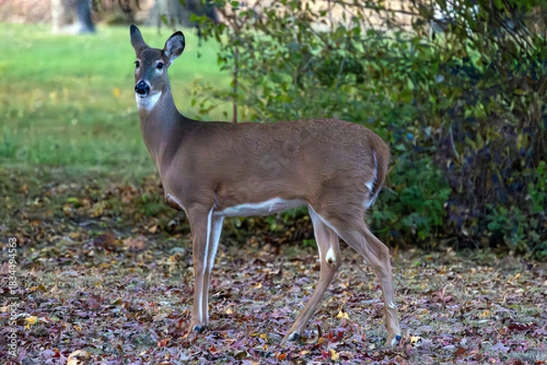 Obraz white tailed deer