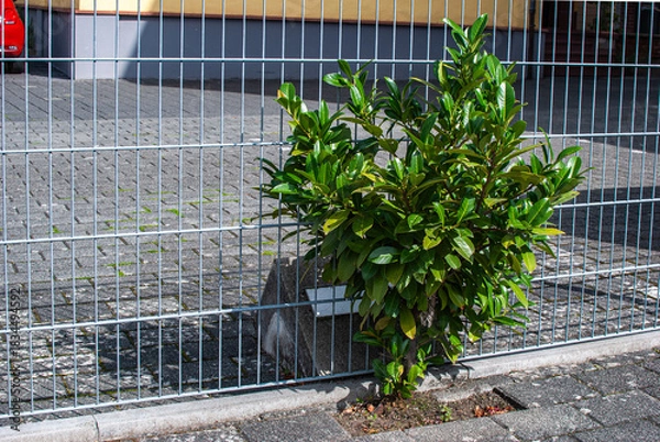 Obraz Lorbeerkirsche wächst an einem Zaun