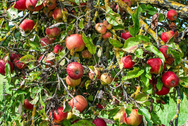 Obraz Reife Äpfen an einem Baum