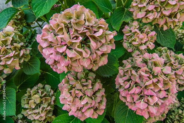 Obraz Verblühte Hortensienblüten