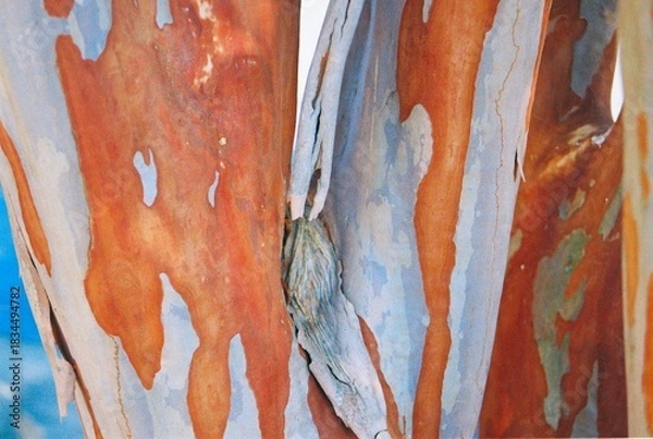 Obraz Lagerstroemia indica - Crape Myrtle Bark Close-up
