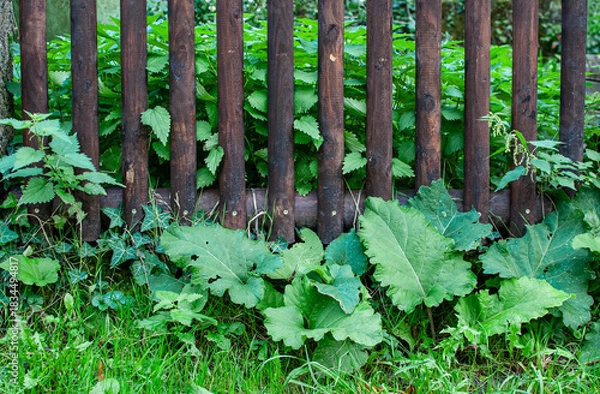 Obraz Gartenzaun mit Bewuchs