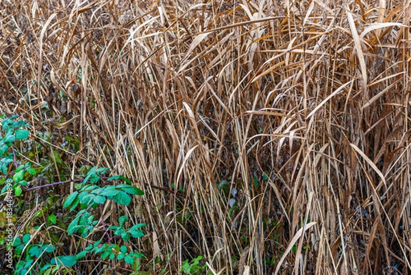 Obraz Vertrocknete Gräser