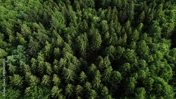 Fototapeta Drone view of a colorful autumn forest with snow-dusted ground. The treetops display a vibrant mix of golden, orange, and green tones, illuminated by the soft morning light. The contrast between the w
