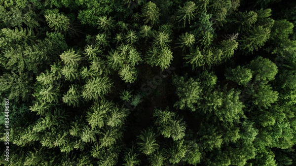 Fototapeta Drone view of a colorful autumn forest with snow-dusted ground. The treetops display a vibrant mix of golden, orange, and green tones, illuminated by the soft morning light. The contrast between the w