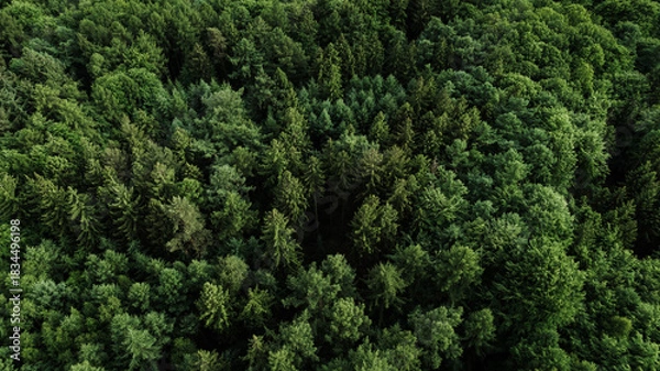 Fototapeta Drone view of a colorful autumn forest with snow-dusted ground. The treetops display a vibrant mix of golden, orange, and green tones, illuminated by the soft morning light. The contrast between the w