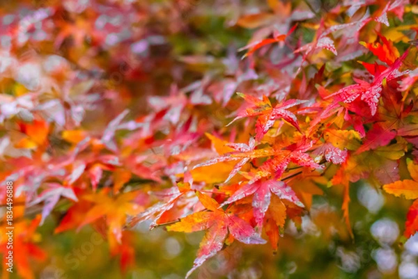 Fototapeta A Japanese maple tree in a park on a rainy day, with bright wet leaves in the foreground