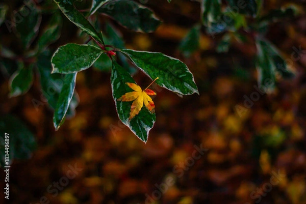 Fototapeta Fallen autumn leaf on a dark background