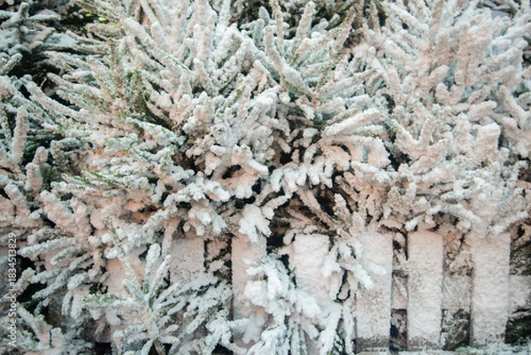 Fototapeta Background with snow on Christmas trees