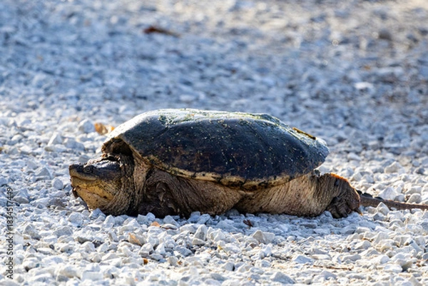 Obraz Mississippi River turtle on the rocks