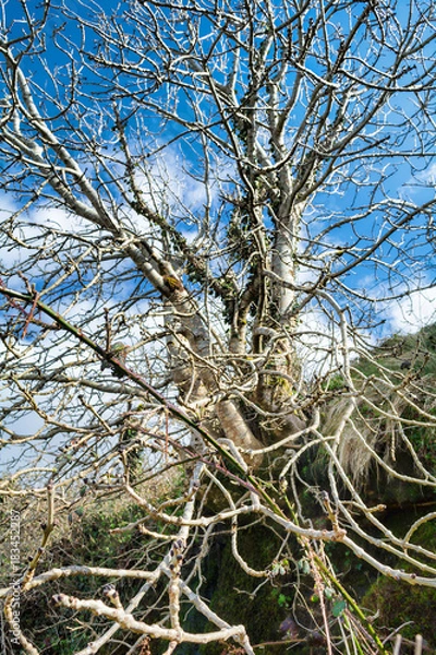 Fototapeta Ash Tree in Winter