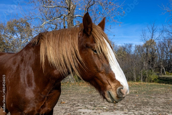 Obraz horse in the field