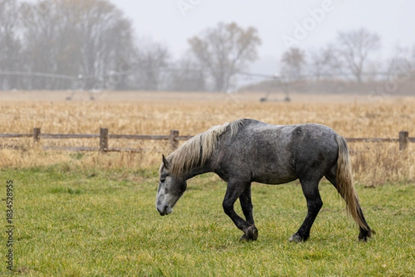 Obraz horse in the field