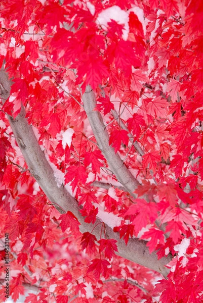 Fototapeta Red Maple with Snow