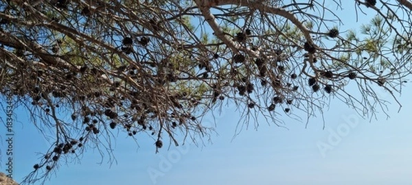 Obraz Pine tree branches with cones against blue sky at the beach during daytime