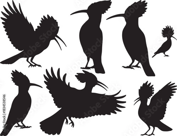 Fototapeta Hoopoe Silhouettes