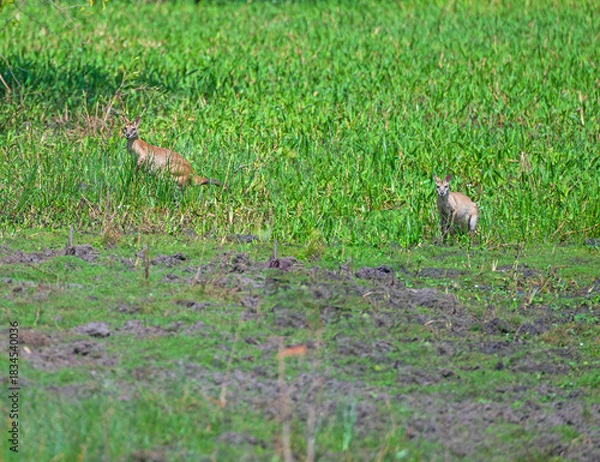 Fototapeta A Pair of Agile Wallabies in a Wetland