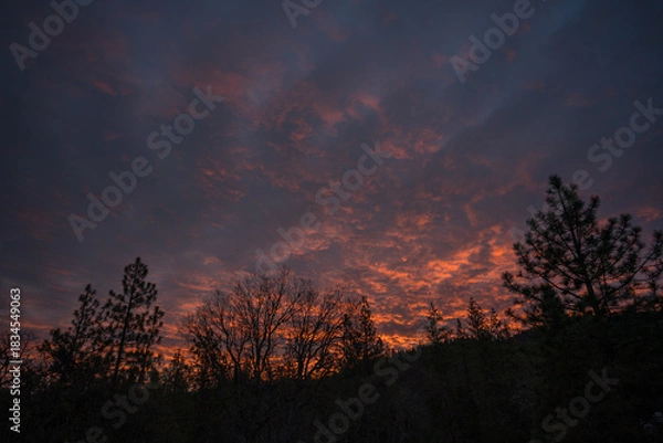 Obraz Sunrise in the Forest