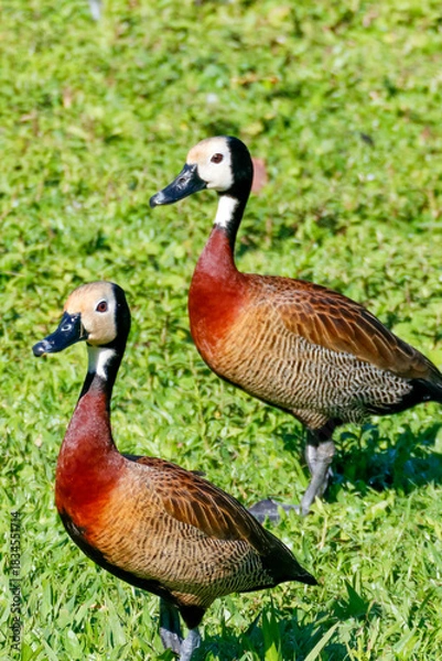 Fototapeta Vertical close-up of a pair of White-Faced Whistling Ducks (Dendrocygna viduata), white-faced, brown-chested ducks, walking on vibrant green grass under sunlight.