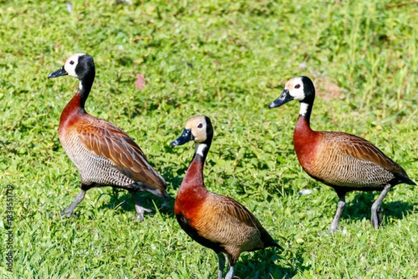 Fototapeta Wildlife photo of three White-Faced Whistling Ducks (Dendrocygna viduata), white-faced, brown-chested ducks, walking on vibrant green grass under intense sunlight.