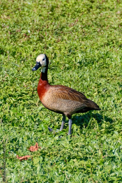 Fototapeta Vertical portrait of a White-Faced Whistling Duck (Dendrocygna viduata), white-faced, reddish-chested duck, standing on dense green grass under intense sunlight.
