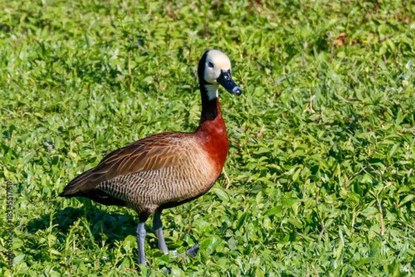 Fototapeta Horizontal portrait of a White-Faced Whistling Duck (Dendrocygna viduata), white-faced, reddish-chested duck, standing on dense green grass under intense sunlight.
