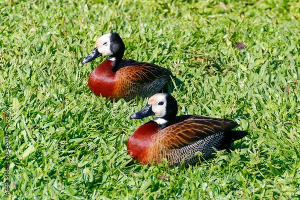 Fototapeta Horizontal close-up of two White-Faced Whistling Ducks (Dendrocygna viduata), white-faced, reddish-chested ducks, resting on dense green grass under the sun.