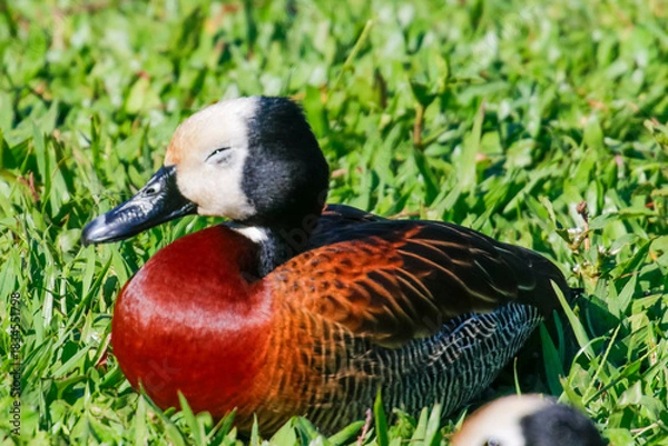 Fototapeta Horizontal close-up of a White-Faced Whistling Duck (Dendrocygna viduata), reddish-chested, white-faced duck, resting with half-closed eyes on intense green grass under the sun.