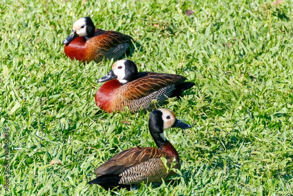 Fototapeta Horizontal close-up of three White-Faced Whistling Ducks (Dendrocygna viduata), reddish-chested, white-faced ducks, resting in a line on intense green grass under the sun.