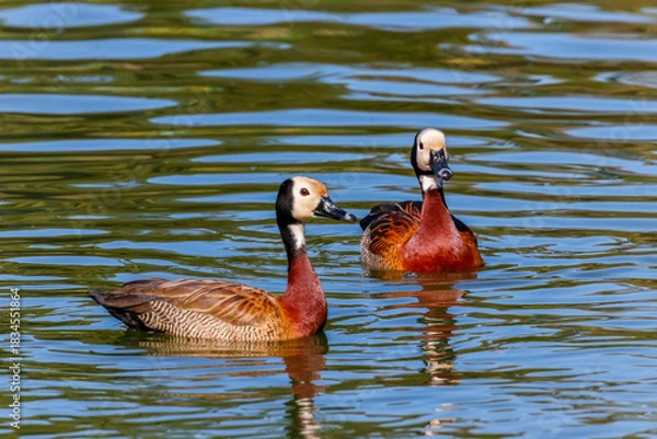 Fototapeta Wildlife photo of two White-Faced Whistling Ducks (Dendrocygna viduata), white-faced ducks, floating on rippling water with a background of blue and green reflections.