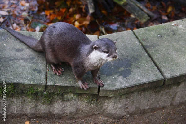 Obraz Curious otter exploring a damp stone ledge in its autumn habitat