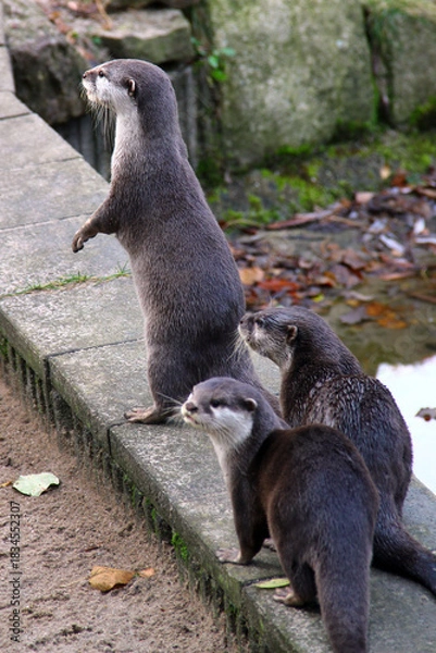 Fototapeta Curious otter exploring a damp stone ledge in its autumn habitat
