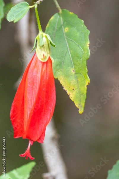 Fototapeta Red Turk's Cap flower (Malvaviscus arboreus) in vertical close-up, with green and yellowing leaf. Selective focus and detail of natural imperfection. Nature, flora.