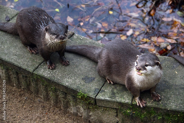 Obraz Two alert otters gathered at the water’s edge