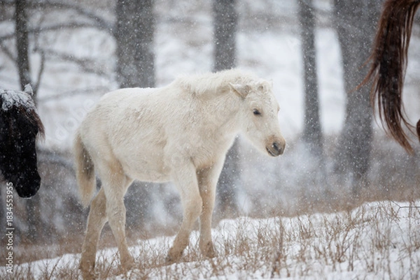 Obraz 白い道産子