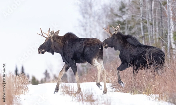 Fototapeta Moose, NB, Canada