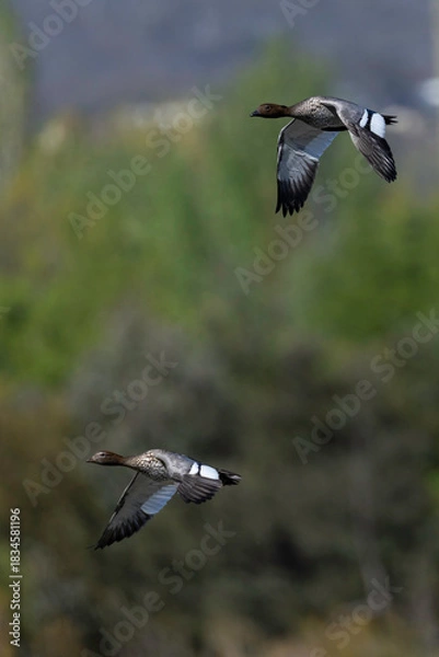 Fototapeta Australian Wood Ducks(Chenonetta jubata) flying, Jerrabomberra Wetlands, ACT, October 2025