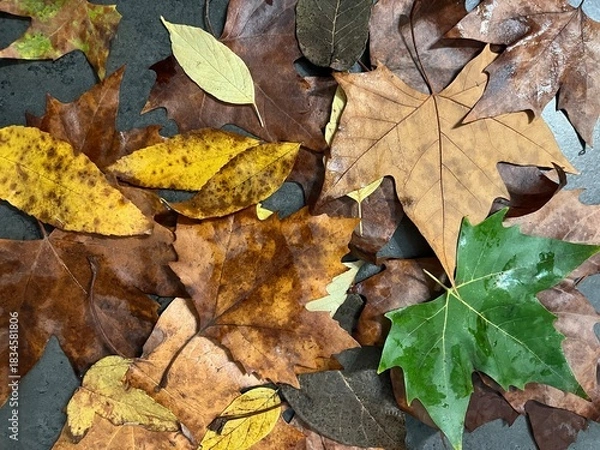 Fototapeta Fall Leaves Collection