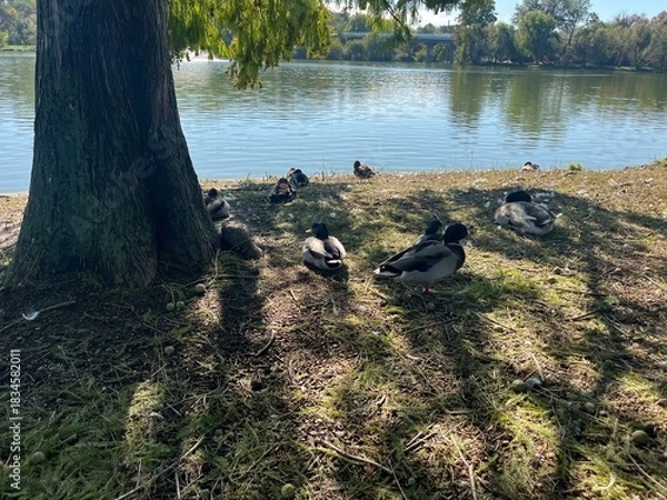 Fototapeta Ducks Resting by Lakeside under Tree