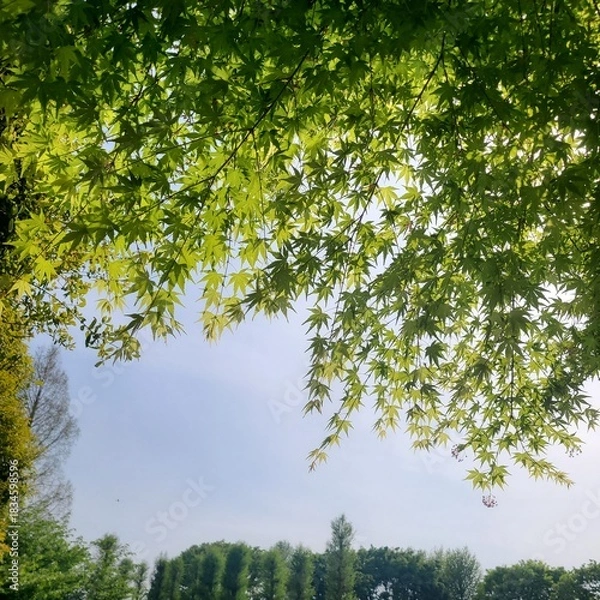 Obraz 青葉のもみじ