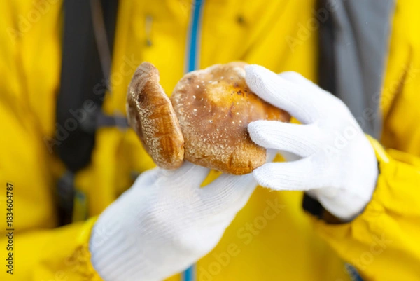 Obraz きのこ狩り