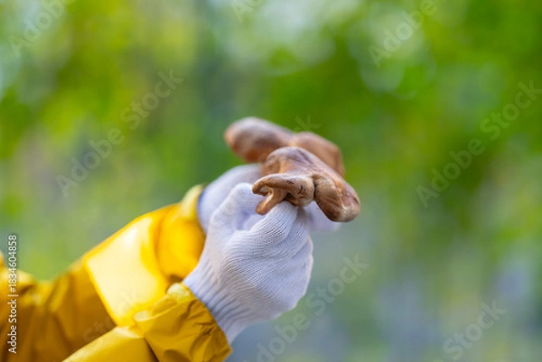 Obraz きのこ狩り