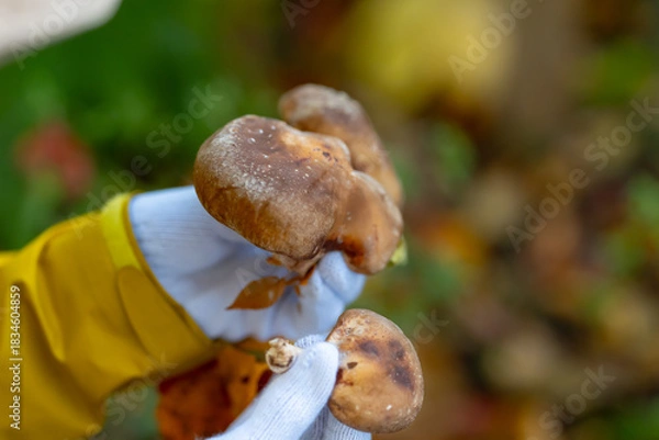 Obraz きのこ狩り