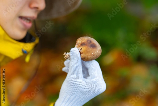 Obraz きのこ狩り