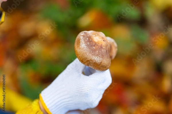 Obraz きのこ狩り