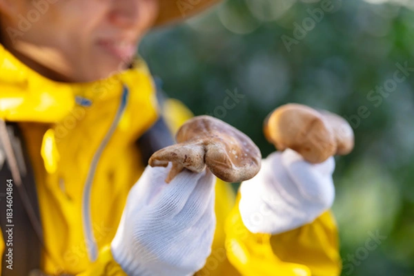 Obraz きのこ狩り