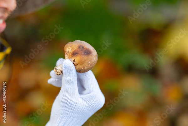 Obraz きのこ狩り